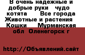 В очень надежные и добрые руки - чудо - котята!!! - Все города Животные и растения » Кошки   . Мурманская обл.,Оленегорск г.